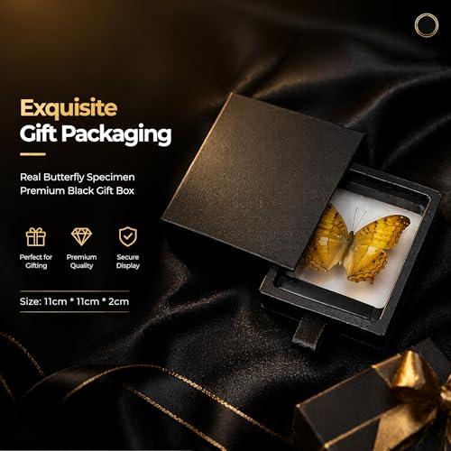 1pc Real Butterfly Specimen PE Film Suspension Box Transparent Floating Jewelry Box Style Display for Souvenir Art Collection (Vindula erota Butterfly) - color: Vindula Erota Butterfly