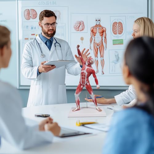 Ultrassist Human Muscle Anatomy Model, 20-Inch Figure