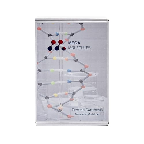 Protein Synthesis Model Set