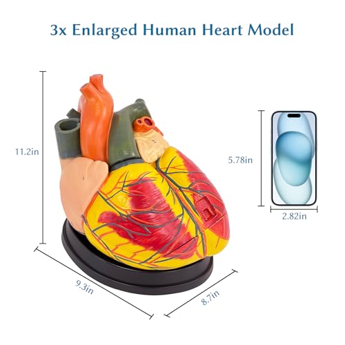 SFXYJ 3X Enlarged Anatomical Heart Model,3-Part Removable with Ventricles Atria Valves Veins Artery 39 Anatomy Structures Number Manual Magnets Display Base for Science Classroom and Cardiology Study - size: 11.8"L x 11.4"W