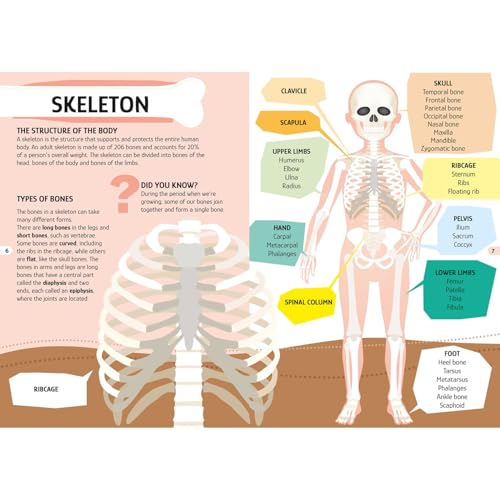 Sassi: Travel, Learn & Explore - The Human Body - 200pc Shaped Puzzle & 32-Page Book, Educational Set, Facts About Bodily Systems, (N.E. 2024) Kids 6+