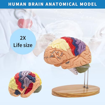 SKUGWG 2X Human Brain Model, 4-Part, Psychology and Neuroscience Study
