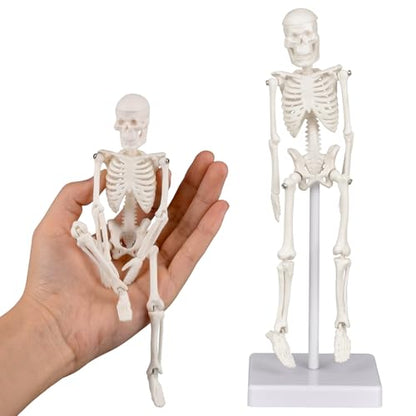 Mini Skeleton Model, 7.8" Small Anatomy Skeleton Figure, Movable Arms and Legs, Human Body Model with Base, Human Bones for Teaching Tool, Decoration - size: 7.8" Skeleton model