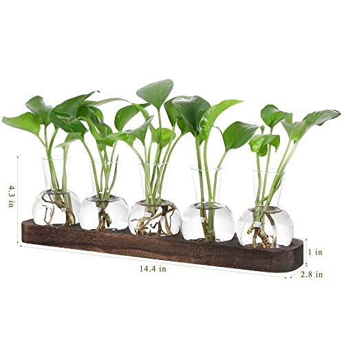 YIBOT Propagation Vases for Plants Terrarium with Wooden Tray,5 Glass Vases - size: 5 Vase-T