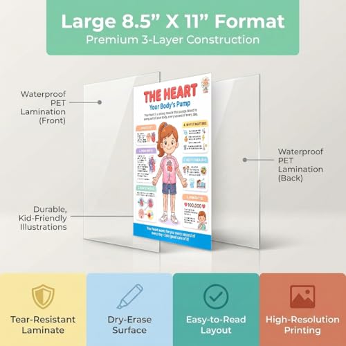 JELLY BEAN GENIUS Human Heart Poster – Laminated Dry-Erase Anatomy Chart for Classroom & Homeschool | Circulatory Science Wall Poster 8.5x11 - color: Human Heart