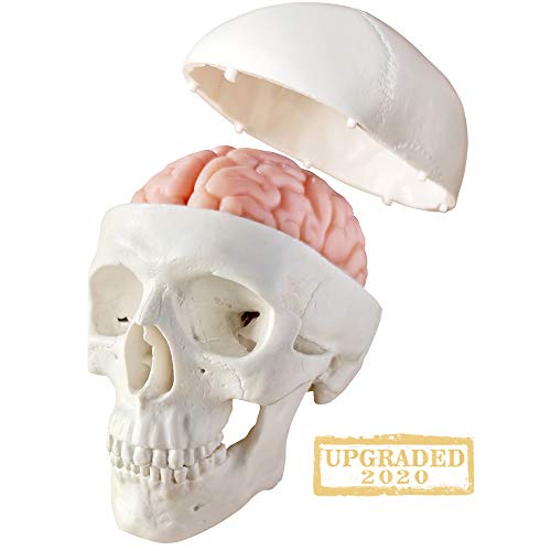 2026 New Human Skull Model, 3 Part With 2-Part Brain, Half Life Size