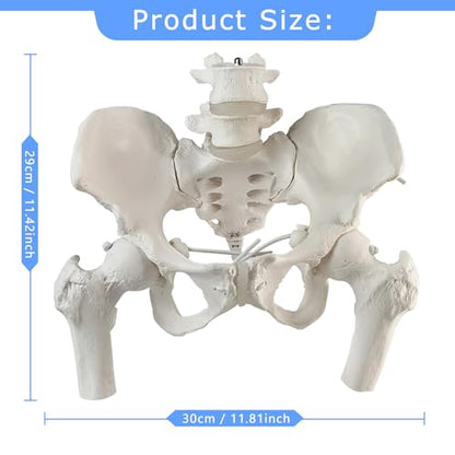 Movable Female Pelvis Model w/Elastic Two Movable Femur Heads and Joints, Life Size Female Pelvic Anatomy Model for Science Education, Midwife in Obstetrics, Gynecology Patient Communication