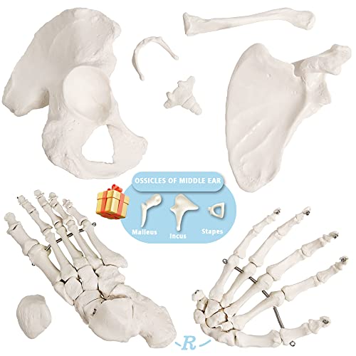 Merinden Human Skeleton Model For Anatomy 67 inch High, Full Size Skeleton Models with 3 Poster, Skull, Spine, Bones, Articulated Hand & Foot, for Anatomy Medical Learning