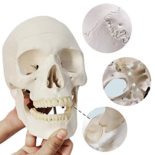 EVOTECH Disarticulated Human Skeleton Model for Anatomy 67'' Full Size