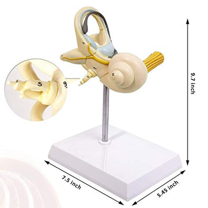 EVOTECH SCIENTIFIC Inner Ear Labyrinth Model 2 Part 8X - color: Inner Ear Model