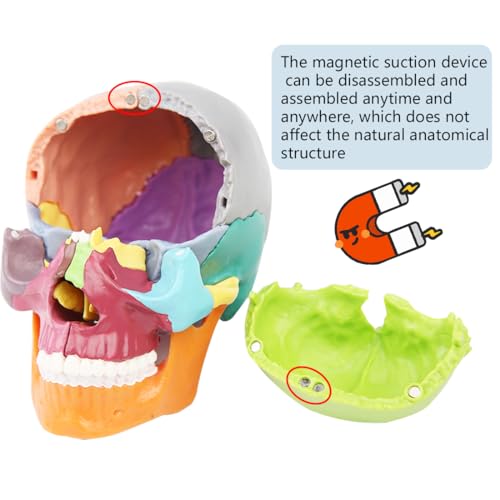 Anatomical Skull Model 15 Parts Human Color Exploded Assembly Palm-Sized