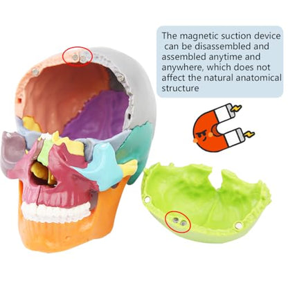 Anatomical Skull Model 15 Parts Human Color Exploded Assembly Palm-Sized