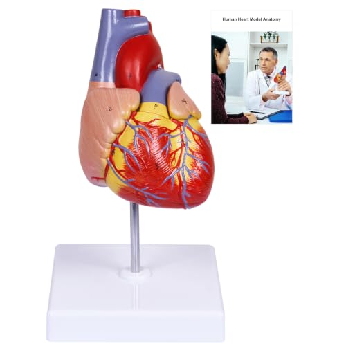 breesky Scientific Human Heart Model 2-Part Life Size Human Heart Replica Color Printed Held Together with Magnets & Mounted Display Base