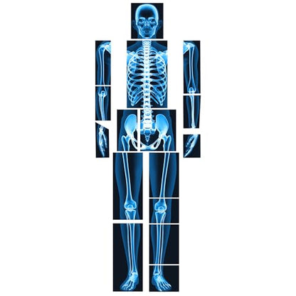 Lineshading 16 Pieces Human x Rays Bones Pretend x Rays for Kids Human Bones Body Educational Science Kit Display Play Table(Blue) - color: Blue