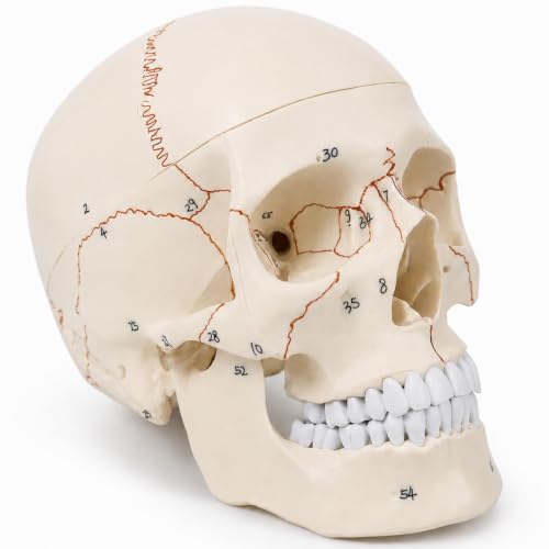 Human Skull Model for Anatomy Study, Life Size 3-Part Detachable Anatomy Skull Model with 55 Numbered Landmarks, Anatomical Correct Skull for Studying, Medical Students