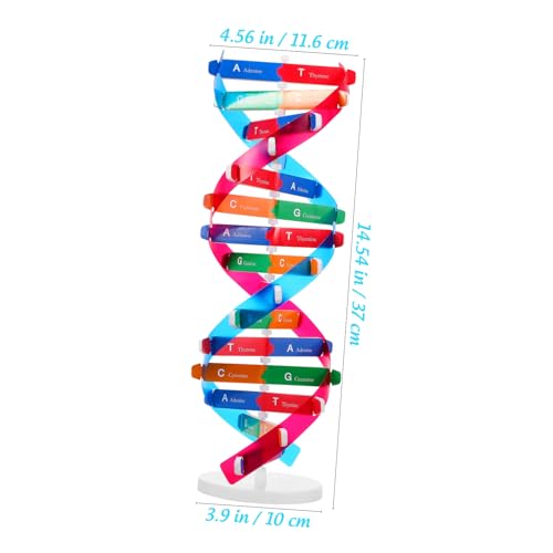 Kisangel DNA Kit Self Double Helix Model Kit Assembling DNA Display Stand Human Genes Learning Toy Biological Teaching Aid Science Molecular Model Kit