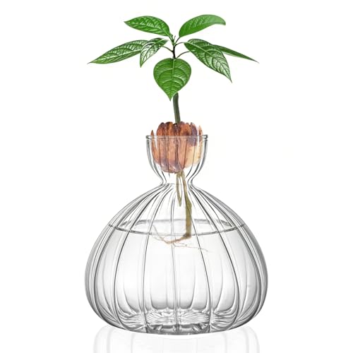 Large Avocado Grow Vase Glass Striped Acorn Seed Starter Vase for Growing - size: 1PCS Striped 5.9*5.9*1.96inch
