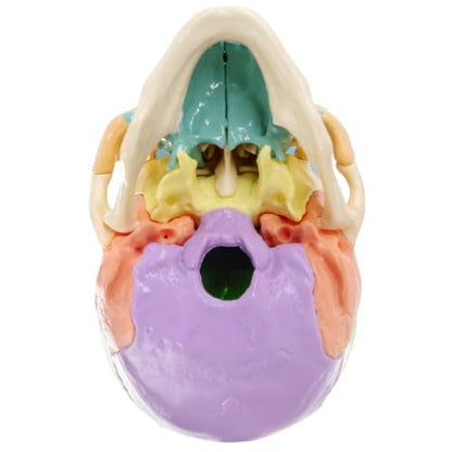 New Anatomy Skull Model 15 Parts Human Color Exploded Skull Detachable - color: Blue