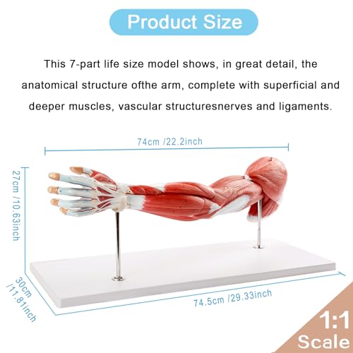 EVOTECH SCIENTIFIC Human Anatomical Muscular Arm Model, 7 Part Life Size