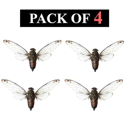 4 Real Cicada Specimens Mounted Insect Taxidermy Entomology Set VE78X4 - color: 4 Real Cicada #78