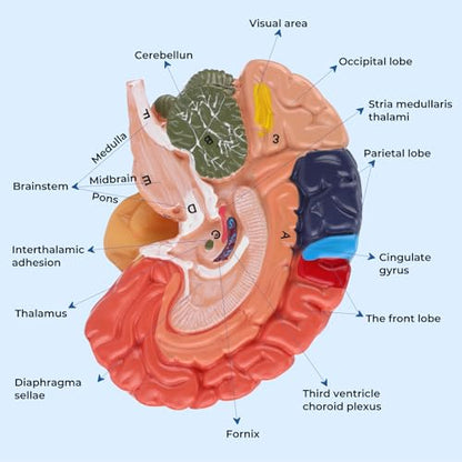 Human Brain Model, Life Size Brain Anatomy Model, 2-Part PVC Brain Model with Laser-Engraved Numbers, Color-Coded Regions, Base & Reference Card for Science Education & Anatomy Study