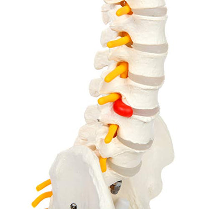 Axis Scientific 15.5" Miniature Spine Model, Vertebrae