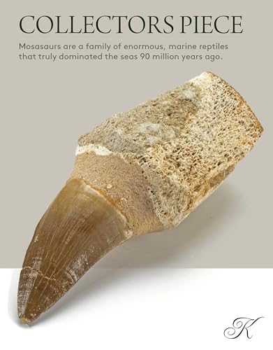 KALIFANO Authentic Fossilized Prehistoric Mosasaur Tooth from Morocco - Mosasaurus Teeth for Fossil Collections and Education Purposes (Information Card Included) - color: Mosasaur Tooth