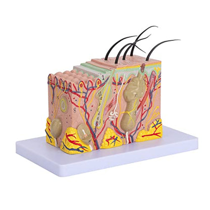 Skin Anatomical Model - Skin Layers Anatomy Model 35X Enlarged Anatomical Skin Model for Science Study or Patient Education - color: 35X