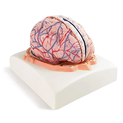EVOTECH SCIENTIFIC Human Brain Model w/Arteries, 7 Parts Life Size Anatomy Brain Model on a Base Show Horizontal Plain Through Eyeball Level for Science Classroom Study Display, Manual Included