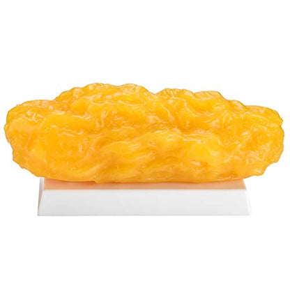 SimCoach 5 lb Human Body Fat Model Replica