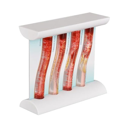 4-Stage Atherosclerosis Artery Model, LDL Plaque Blood Vessel Teaching Aid