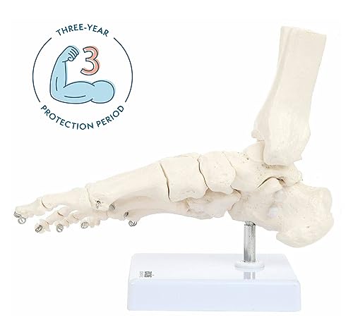Axis Scientific Life-Size Human Skeletal Foot Model with Ankle