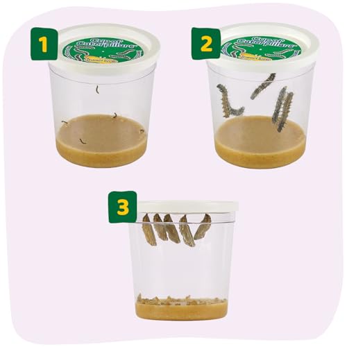 Insect Lore 2 Cups of Caterpillars Basic - 10 Live Baby Painted Lady Caterpillars - Refill for Habitat Kit - Caterpillars and Food Included - style: 2 Cups Basic