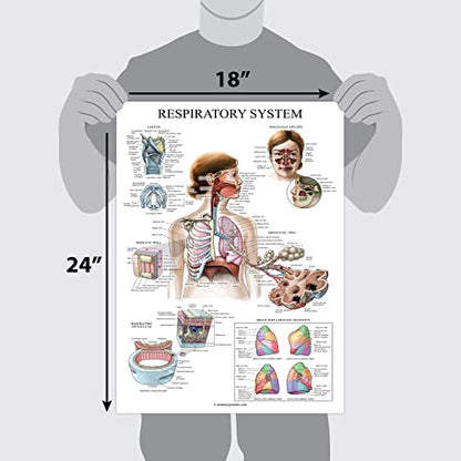 Palace Learning Laminated Respiratory System Anatomical Chart - Lung Anatomy Poster - 18" x 24" - size: 18" x 24"