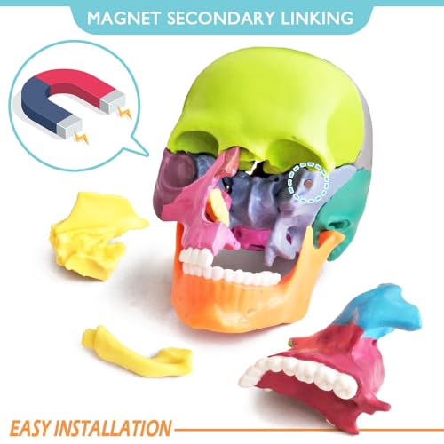 New Anatomy Skull Model 15 Parts Human Color Exploded Skull Detachable - color: Colorful Skull