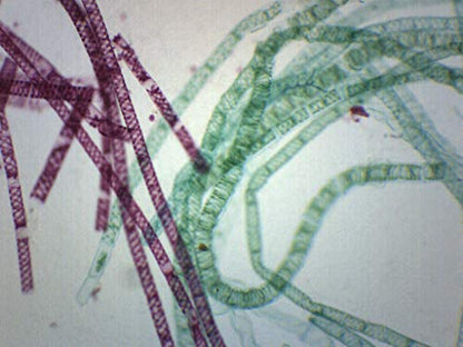 EISCO 10PK Vegetative Spirogyra, Wholemount - Prepared Microscope Slides - Classroom Pack, 10 Slides in Storage Case - Biology & Microscopy