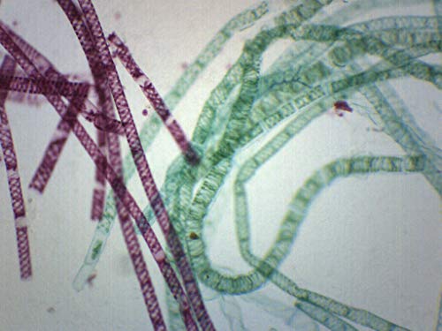 EISCO 10PK Vegetative Spirogyra, Wholemount - Prepared Microscope Slides - Classroom Pack, 10 Slides in Storage Case - Biology & Microscopy