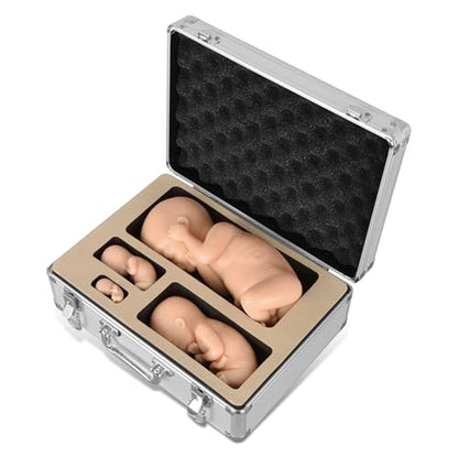 Fetal Development Model Set, 12, 16, 22 and 30 Weeks, Male