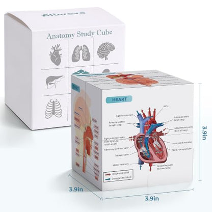 Aliwovo Medical Student Human Anatomy 3.93" Cube Anatomy Poster Set Heart,Brain,Lung,Stomach,Throat,Muscular,Skeletal,Digestive,Circulatory,Gifts For Medical Students, Nurse