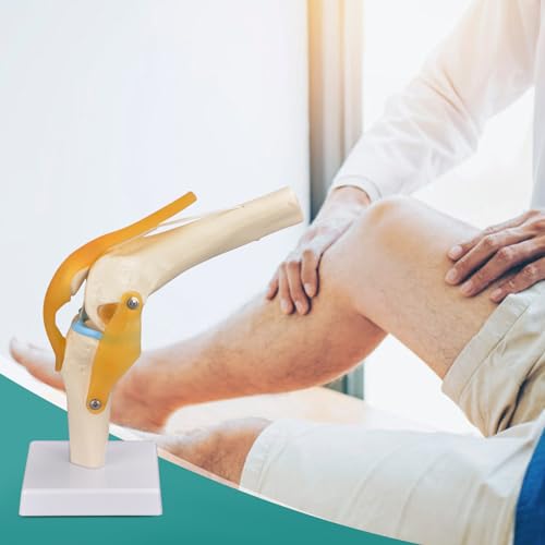 Human Knee Joint Model, 1:1 Scientific Life Size Anatomy Model with Ligaments, Anatomical Teaching Tool for Patient Education and Study