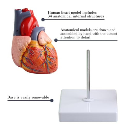 Life Size Anatomical Heart Model 34 Anatomically Structures PVC Material - color: Heart Model