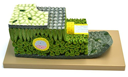 Eisco Labs Micro Structure of Dicot Leaf Model, 500x Life Size, Shown in Cross and Longitudinal Sections, 18 Inches Long