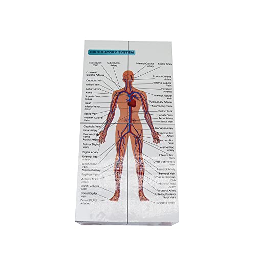 kaitnax Human Anatomical Poster Set Anatomy Study Cube Medical Student Learning Tool Anatomy Chart Set, 9 Parts Heart, Muscular, Skeletal, Digestive, Circulatory etc. Gift Package 3.9"X3.9"