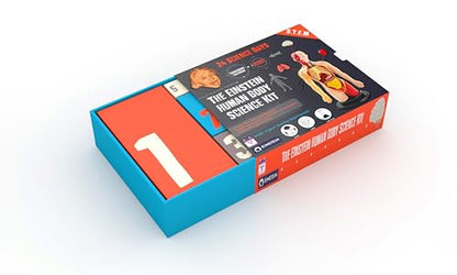 2026 Einstein Human Body Science Advent Calendar. Includes Original STEM Experiments, a 12-inch Model with 16 Detachable Organs, a Printed Guide and factbook, Plus Daily Step-by-Step Videos