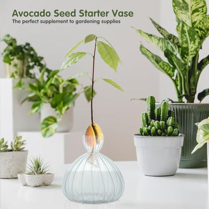 Large Avocado Grow Vase Glass Striped Acorn Seed Starter Vase for Growing - size: 1PCS Striped 5.9*5.9*1.96inch