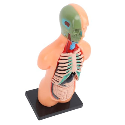 Human Body Model for Kids, Human Torso Anatomy with Removable Organs and Ribs, Educational Science Kit for School and Home Learning