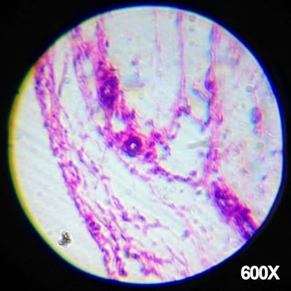 AmScope 120X -1200X Magnification, Educational 48 pcs Kids Compound Microscope Kit + Microscope Book - color: Black, size: 12.99 inches x 9.84 inches x 6.69 inches