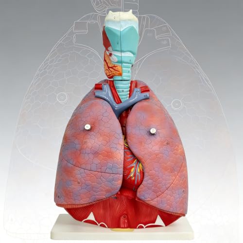 Medical-Specific Human Respiratory System Model Proportionally Restored to Human Structure 7 Detachable Components with Digital Labels and Instructions