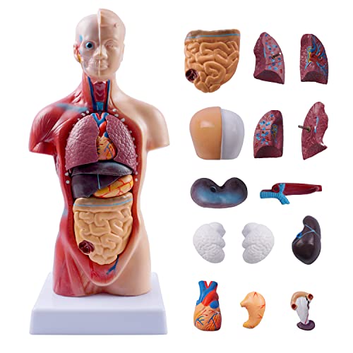 breesky 10.5inch Medical Torso Human Body Model Anatomy Doll 15 Removable Parts Education Organs Model for Teaching Study Class Students - color: 10.5 inch 15 Part Human Torso Model, size: 10.5 inch 15 Part Human Torso Model
