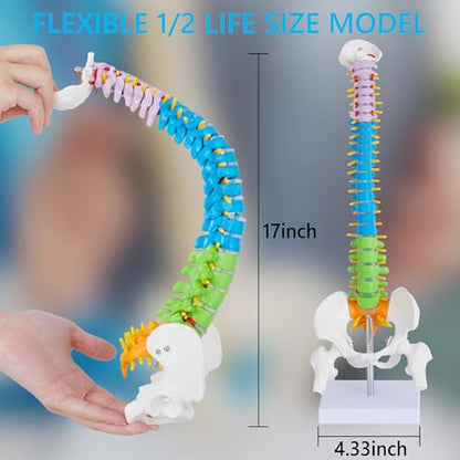 Mini Spine Anatomy Model - 15.5’’ Miniature Human Color Spine Model with All Nerves for Medical Learning - Vertebra Spine Model for Instruction Teaching, Study and Display